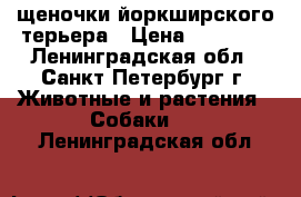 щеночки йоркширского терьера › Цена ­ 10 000 - Ленинградская обл., Санкт-Петербург г. Животные и растения » Собаки   . Ленинградская обл.